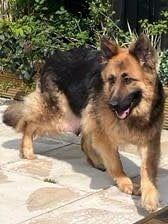 Female German shepherd for sale in Wisbech, Cambridgeshire