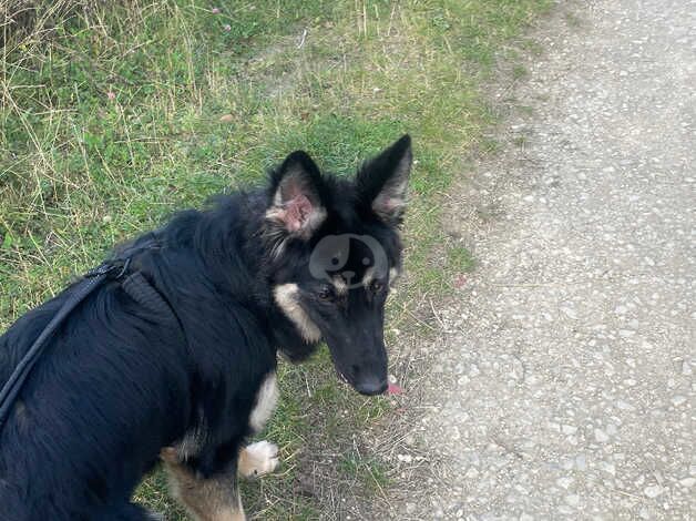 Female German Shepherd for sale in Barnsley, South Yorkshire