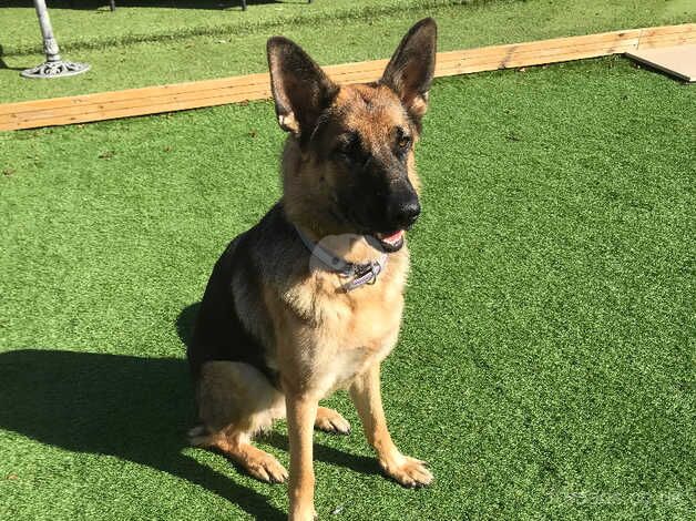 Female German shepherd for sale in Brighton, East Sussex