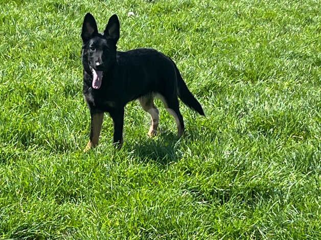 German Shepherd Puppies for sale in Cardiff