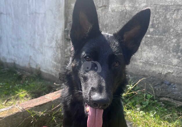 German Shepherd Puppies for sale in Cardiff