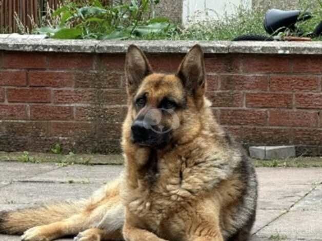 Female German shepherd for sale in Coventry, West Midlands