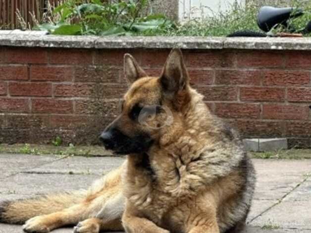 German Shepherd Puppies for sale in West Midlands