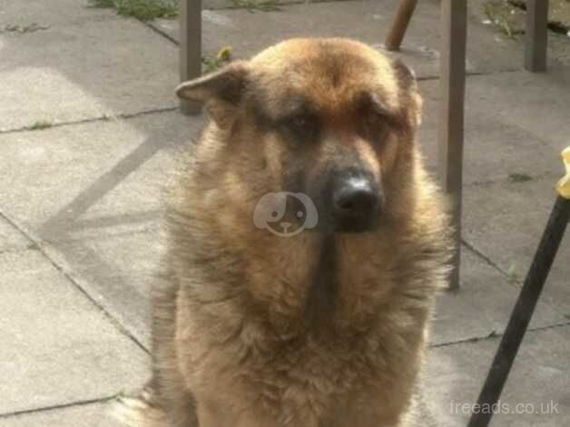 Female German shepherd for sale in Coventry, West Midlands - Image 4