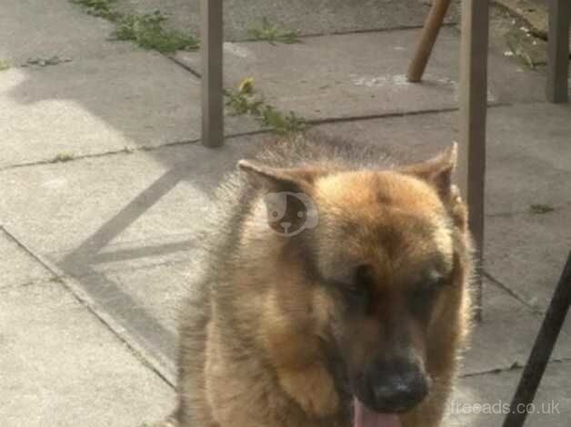 Female German shepherd for sale in Coventry, West Midlands - Image 5