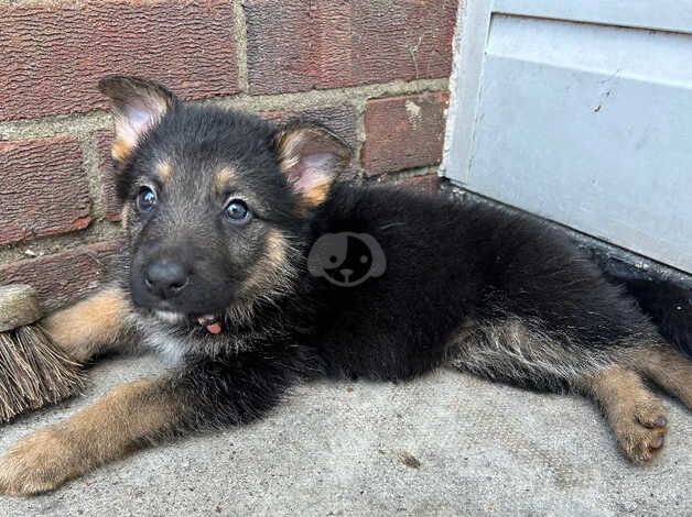 Female German shepherd for sale in Evesham, Worcestershire