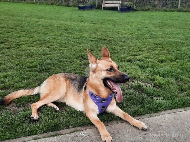 Female German Shepherd for sale in Lochgelly, Fife - Image 1