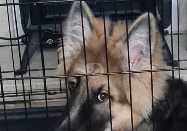 German Shepherd Puppies for sale