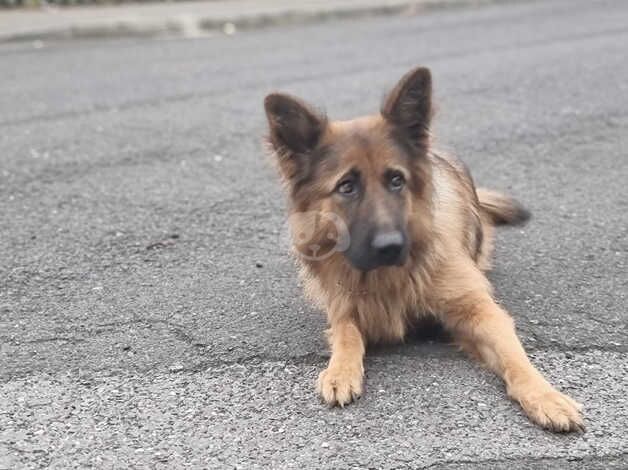 Female German Shepherd for sale in Stockton-on-Tees, County Durham - Image 3