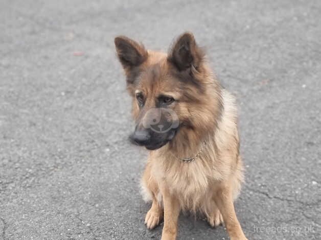 Female German Shepherd for sale in Stockton-on-Tees, County Durham - Image 4