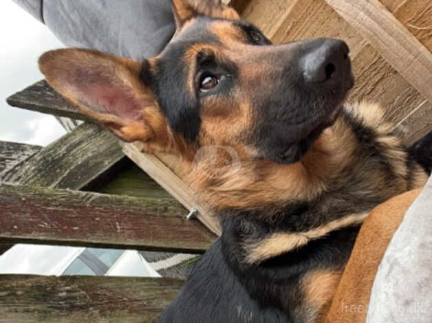 Female German shepherd for sale in St Albans, Hertfordshire