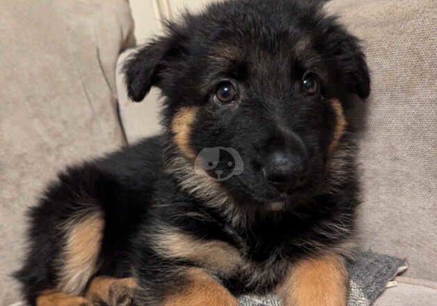 German Shepherds for sale in Swindon, Wiltshire