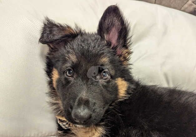 German Shepherd Puppies for sale in Wiltshire