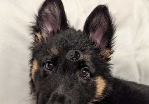 German Shepherd Puppies for sale