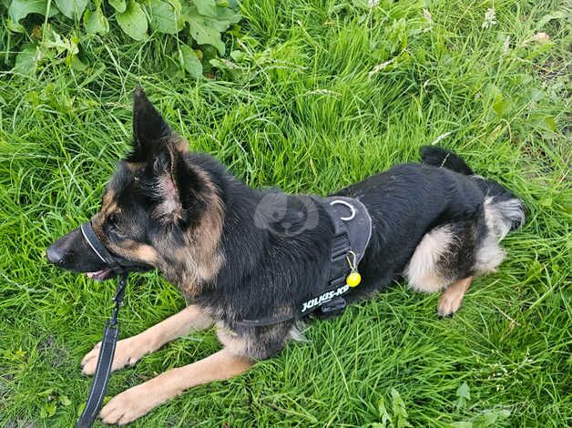 German Shepherds for sale in Manchester, Greater Manchester