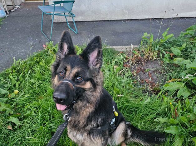 Female German shepherd *please read* for sale in Manchester, Greater Manchester - Image 3