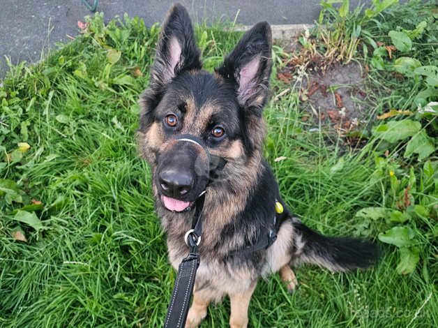 Female German shepherd *please read* for sale in Manchester, Greater Manchester - Image 4