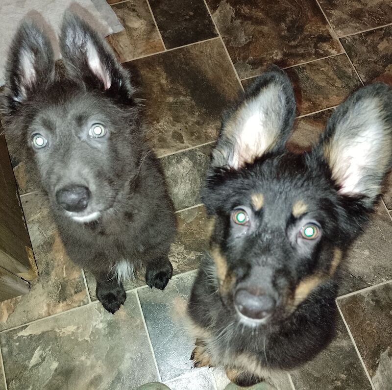 Female German shepherd puppies for sale in Sheerness, Kent