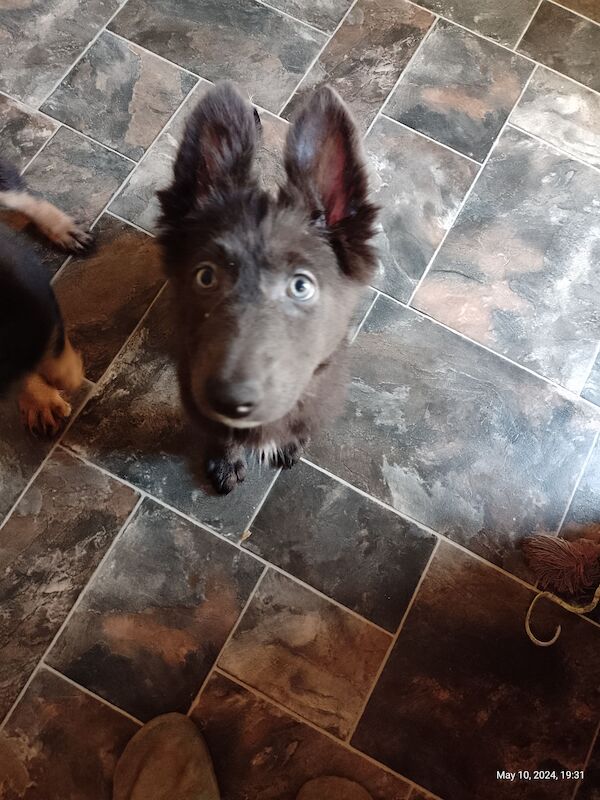 German Shepherd Puppies for sale in Kent