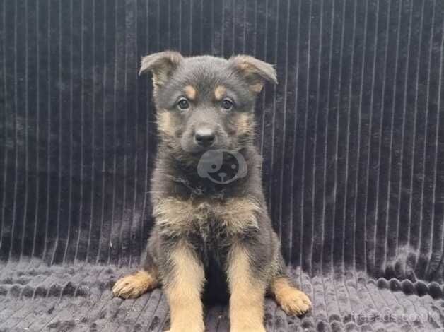 German Shepherd Puppies for sale in Birmingham, West Midlands