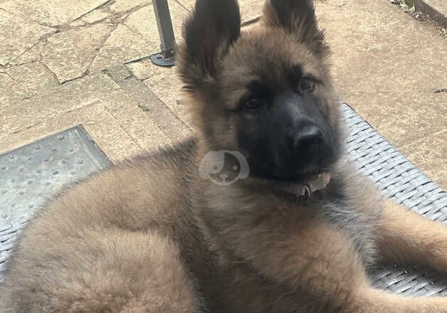 Female German shepherd puppy for sale in Peterborough, Cambridgeshire