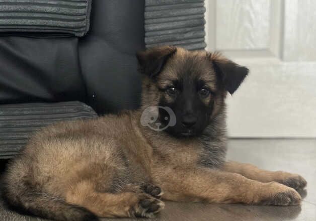 Female German shepherd puppy for sale in Peterborough, Cambridgeshire - Image 2