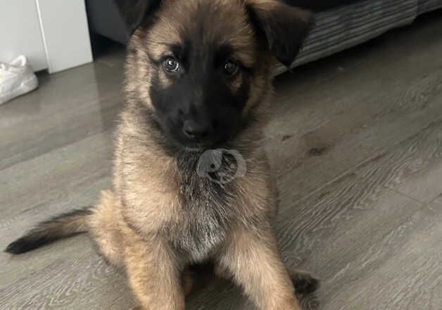 Female German shepherd puppy for sale in Peterborough, Cambridgeshire - Image 3