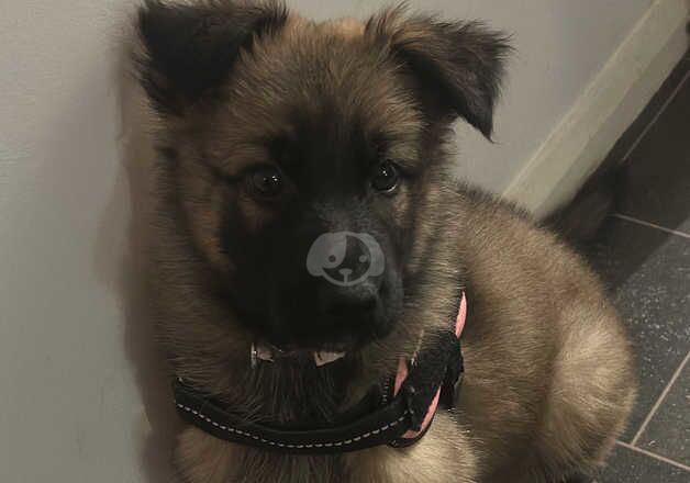 Female German shepherd puppy for sale in Peterborough, Cambridgeshire - Image 4