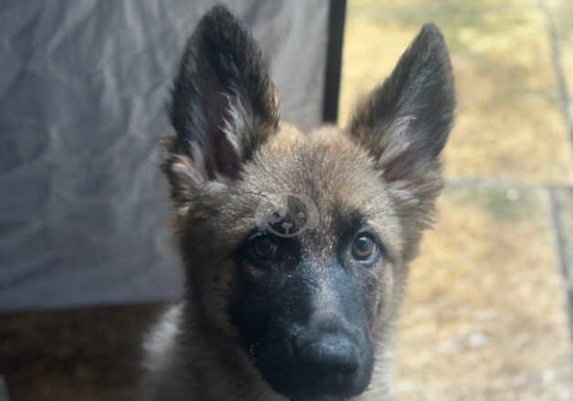 Female German shepherd puppy for sale in Peterborough, Cambridgeshire - Image 5