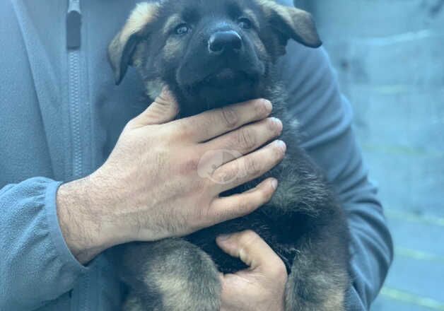 Female German shepherd to good home for sale in Middlesbrough, North Yorkshire