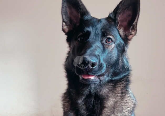 German Shepherds for sale in Middlesbrough, North Yorkshire