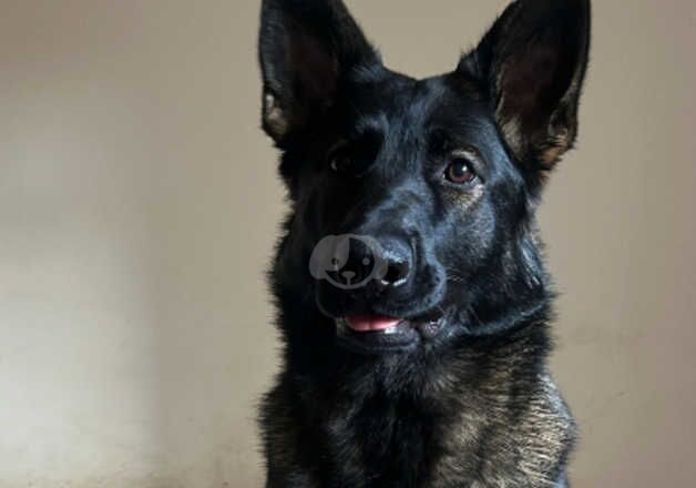 Female German shepherd to good home for sale in Middlesbrough, North Yorkshire - Image 3