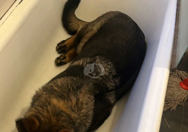 Female German shepherd to good home for sale in Middlesbrough, North Yorkshire - Image 5