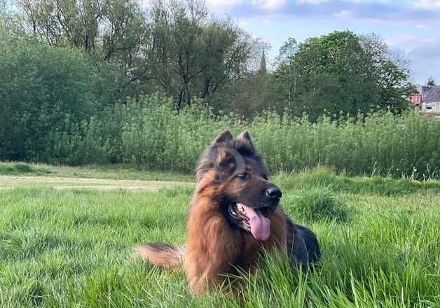 Female GSD German shepherd for sale in Bolton, Greater Manchester