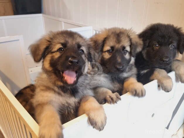 Female GSD puppies ready now for sale in Southport, Merseyside