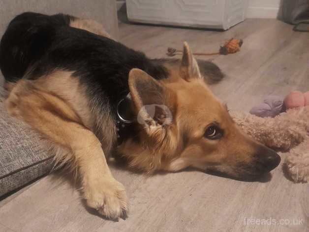 Female kc registered German shepherd for sale in Peterlee, County Durham