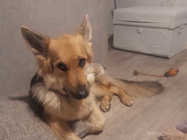 Female kc registered German shepherd for sale in Peterlee, County Durham - Image 2