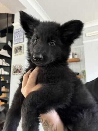 Female long haired German shepherd puppy for sale in Gillingham, Kent - Image 1