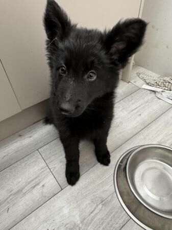 Female long haired German shepherd puppy for sale in Gillingham, Kent - Image 3