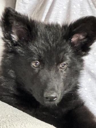Female long haired German shepherd puppy for sale in Gillingham, Kent - Image 5