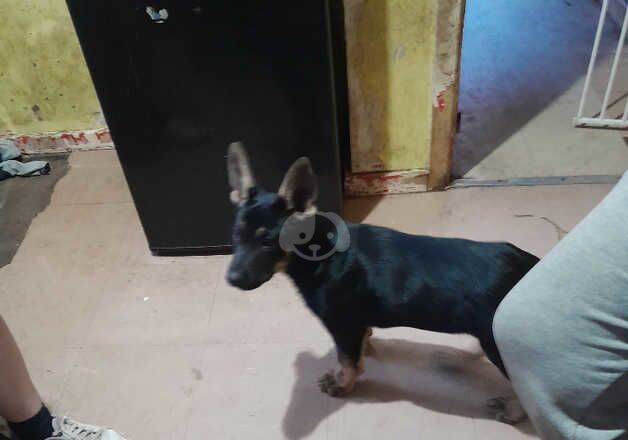 Female pup for sale in Walsall, West Midlands - Image 2