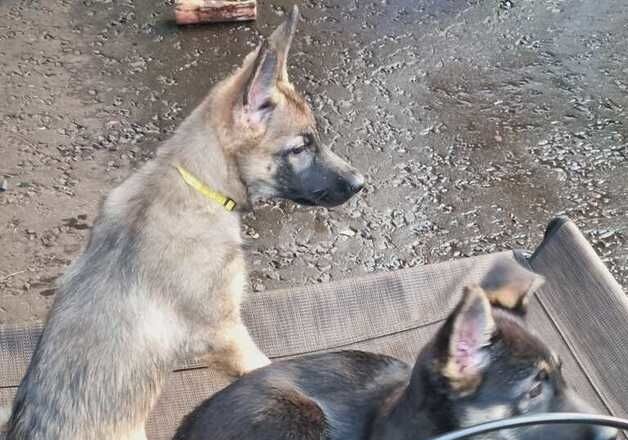 Female Puppies 12 weeks old for sale in Southport, Merseyside