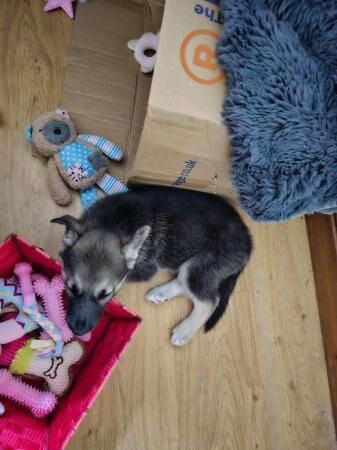 Female shepsky pup for sale in Immingham, Lincolnshire