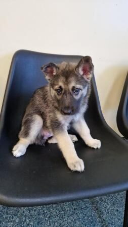 Female shepsky pup for sale in Immingham, Lincolnshire - Image 2