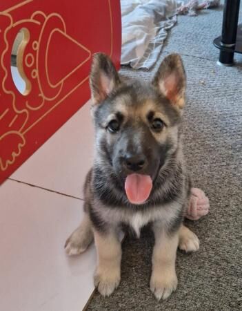 Female shepsky pup for sale in Immingham, Lincolnshire - Image 3