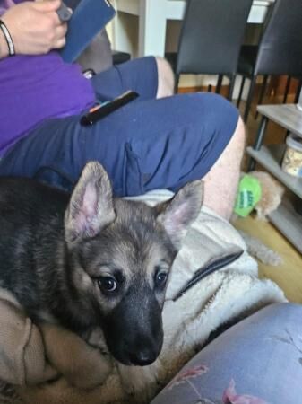 Female shepsky pup for sale in Immingham, Lincolnshire - Image 5