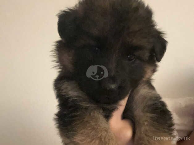 FLUFFY GERMAN SHEPHERDS for sale in Llanelli, Carmarthenshire