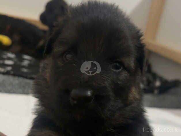 German Shepherd Puppies for sale