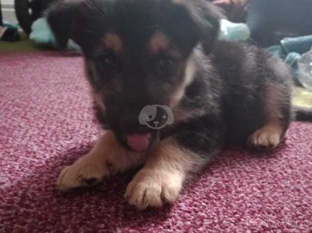 For sale rehoming, German shepherd cross terrier. for sale in Stoke-on-Trent, Staffordshire