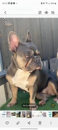 French bulldog looking for loving home for sale in Atherstone, Warwickshire - Image 1